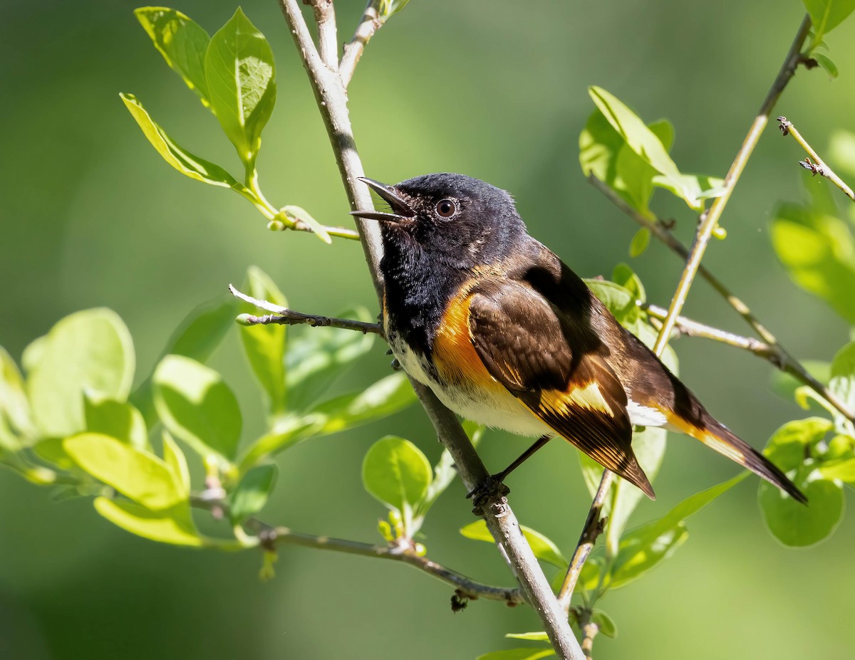 American Redstart - Brian Smith