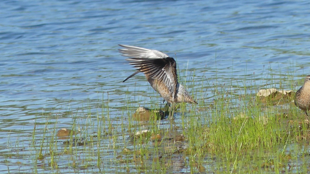 Short-billed Dowitcher - ML619025855