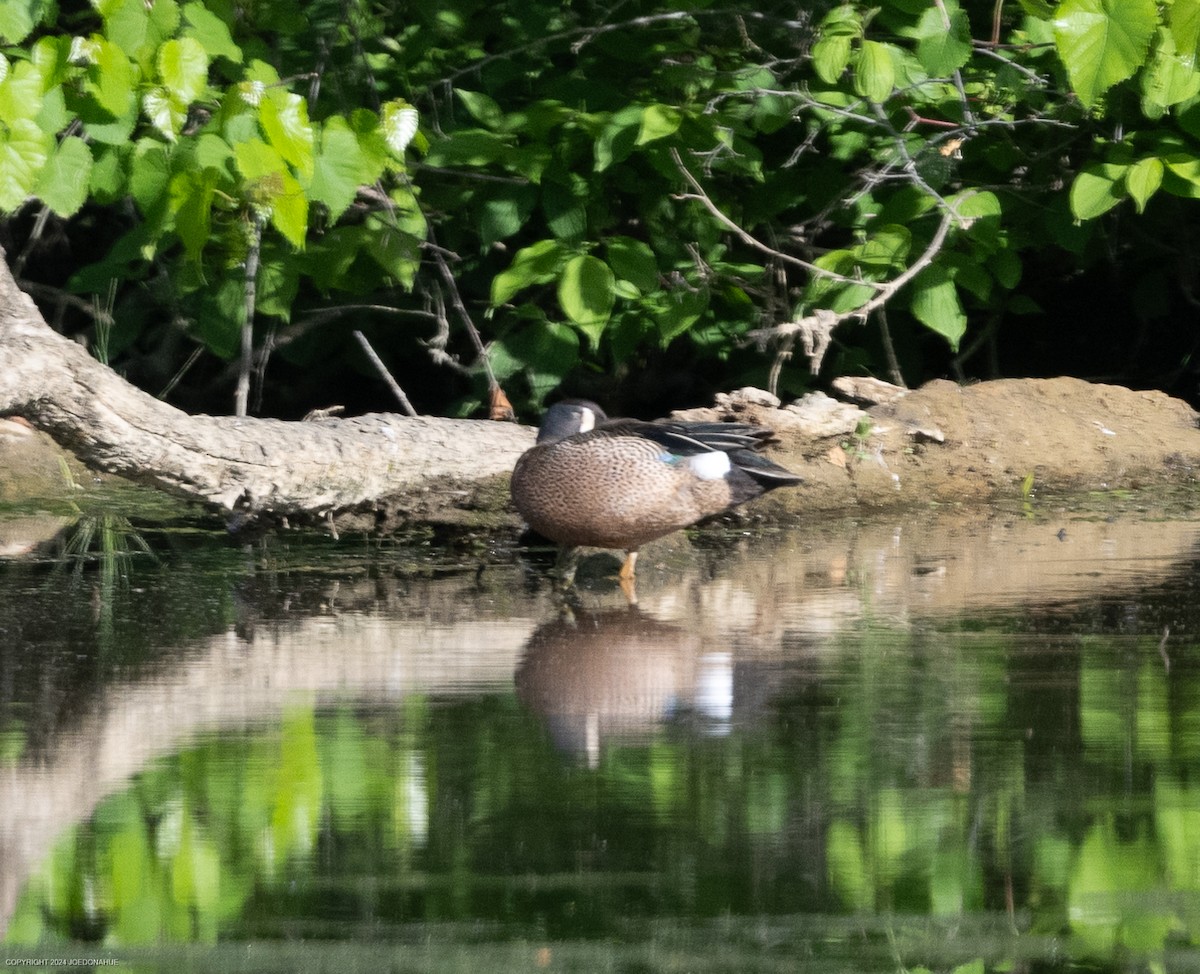 Blue-winged Teal - Joe Donahue