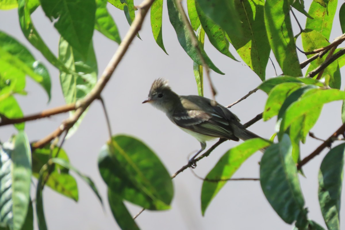 Yellow-bellied Elaenia - stuart varney