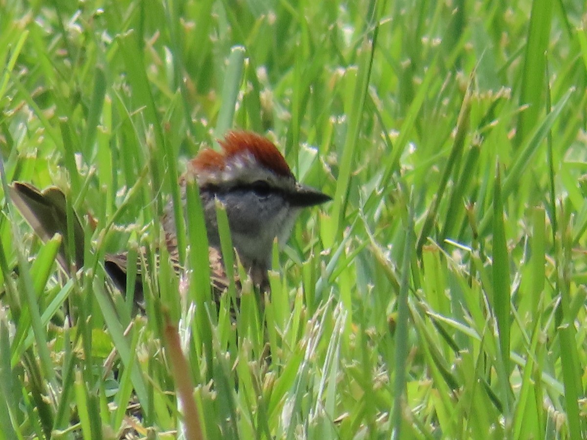 Chipping Sparrow - Mayte Torres