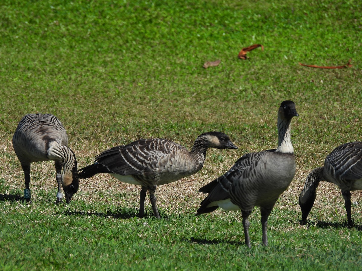 Hawaiian Goose - William Shaffer