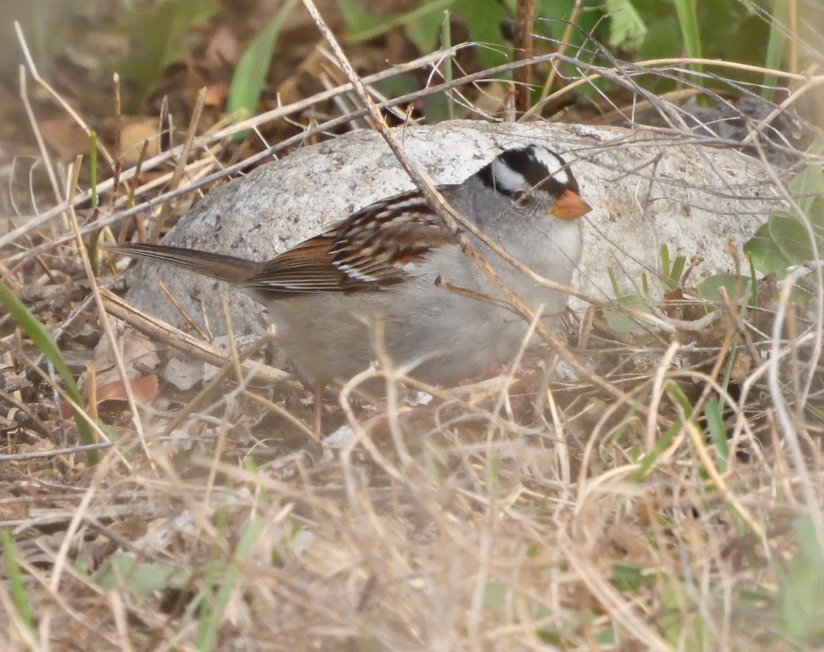 White-crowned Sparrow - Grant Hokit