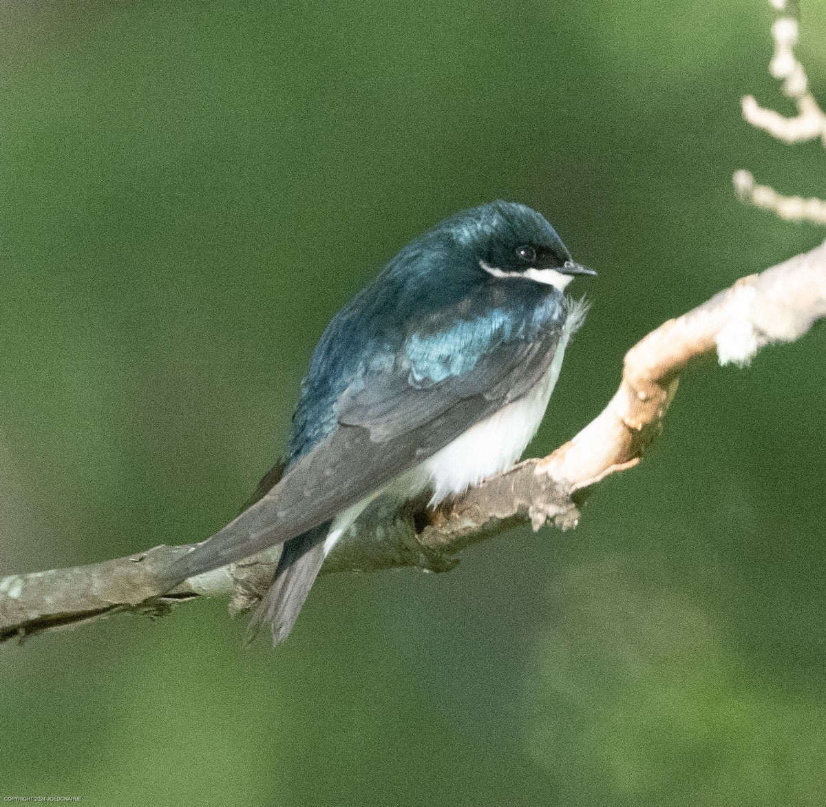 Tree Swallow - Joe Donahue