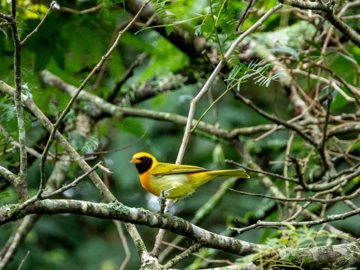 Guira Tanager - Daniel Kemmerich