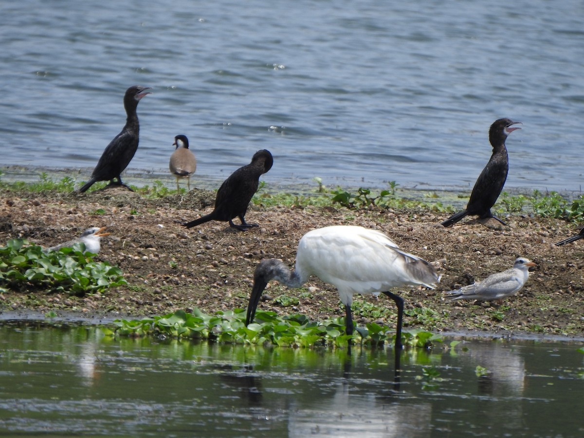 Black-headed Ibis - ML619025932