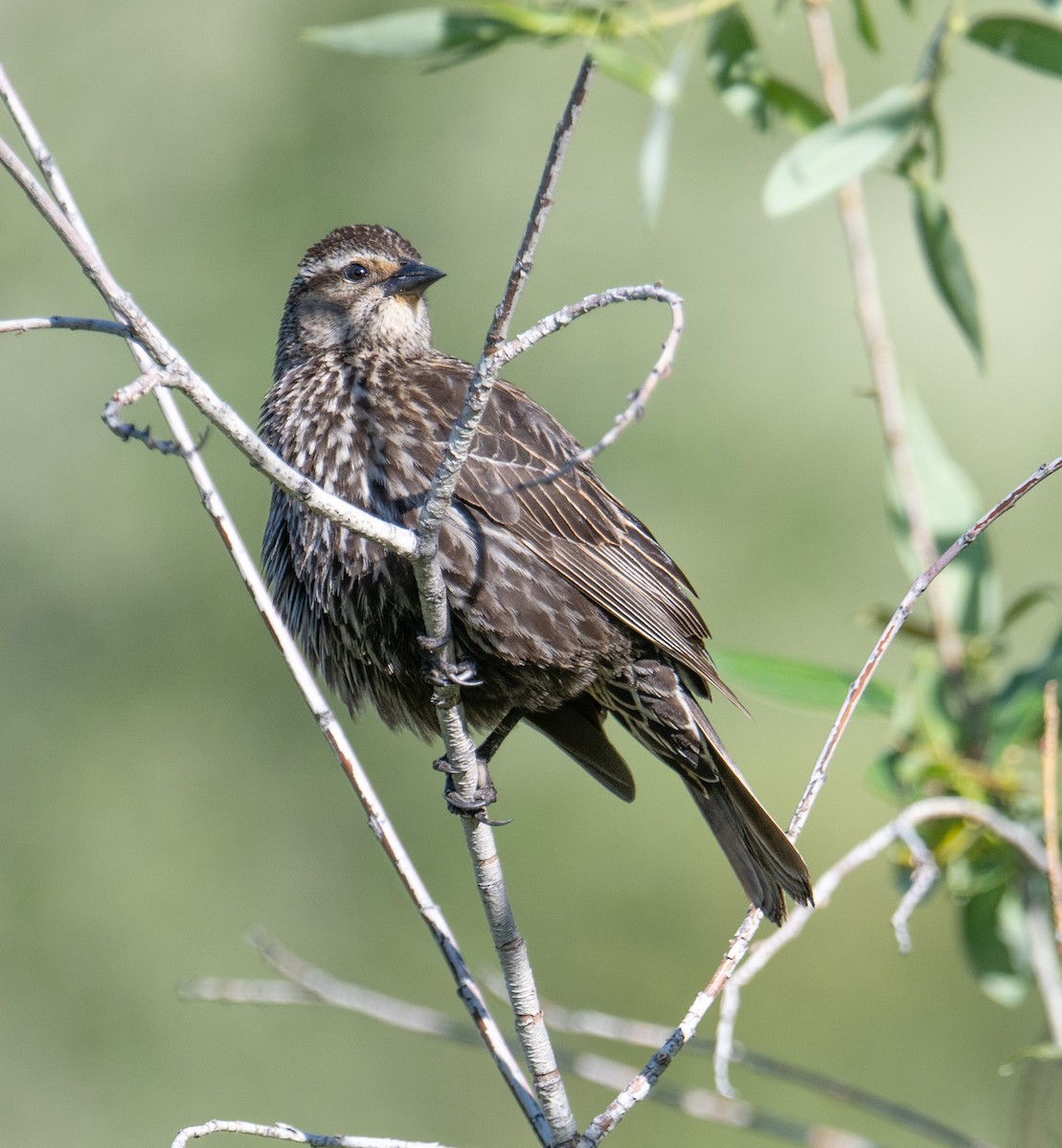 Red-winged Blackbird - Terry Rich