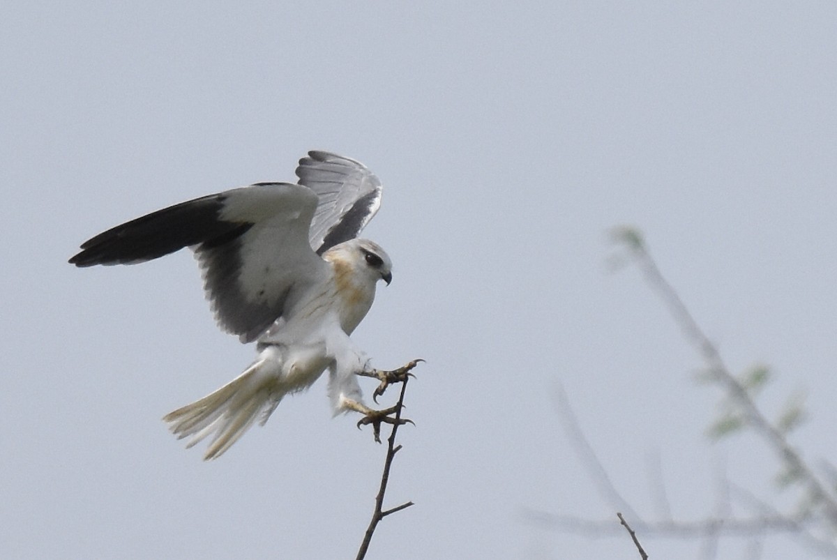 Black-winged Kite - ML619025963