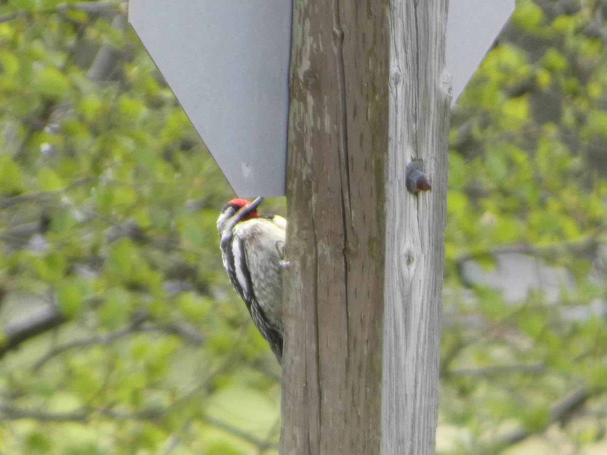 Yellow-bellied Sapsucker - Johanne Lafrance