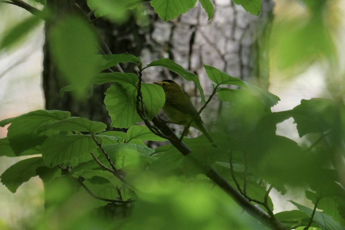 Wilson's Warbler - ML619026002