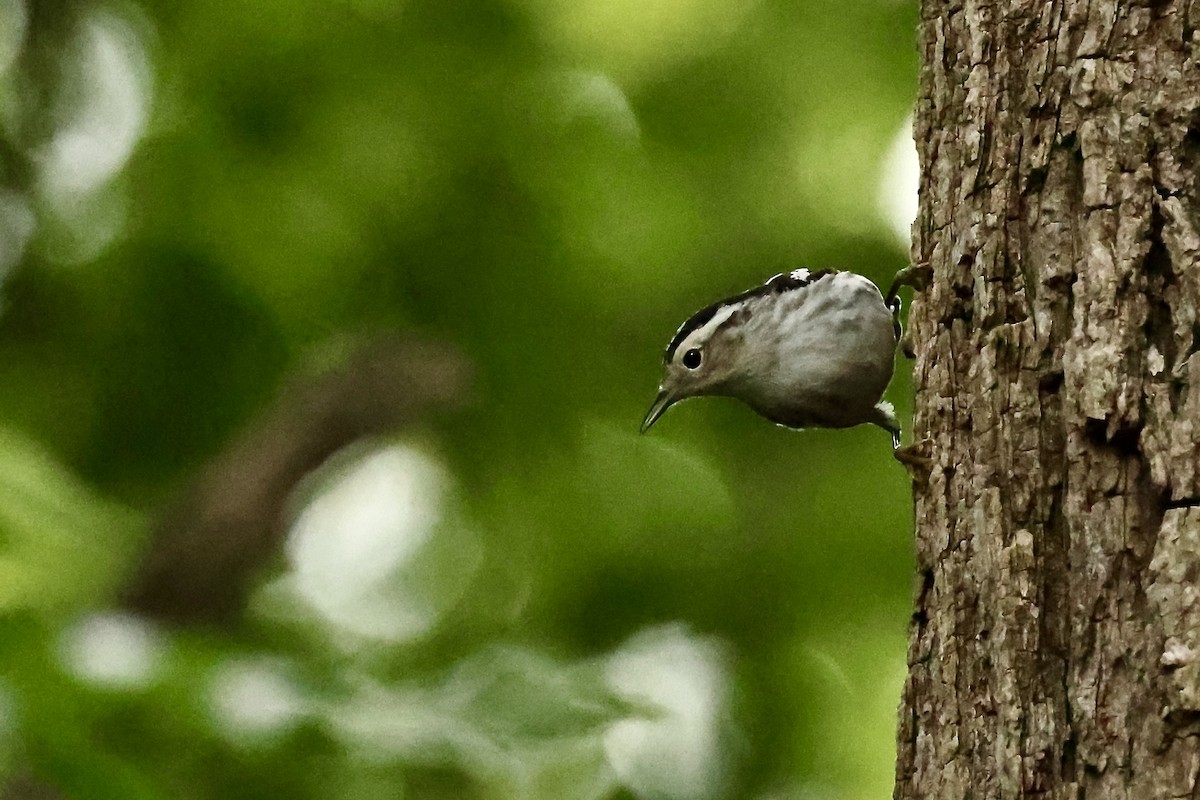 Black-and-white Warbler - Karen Barlow