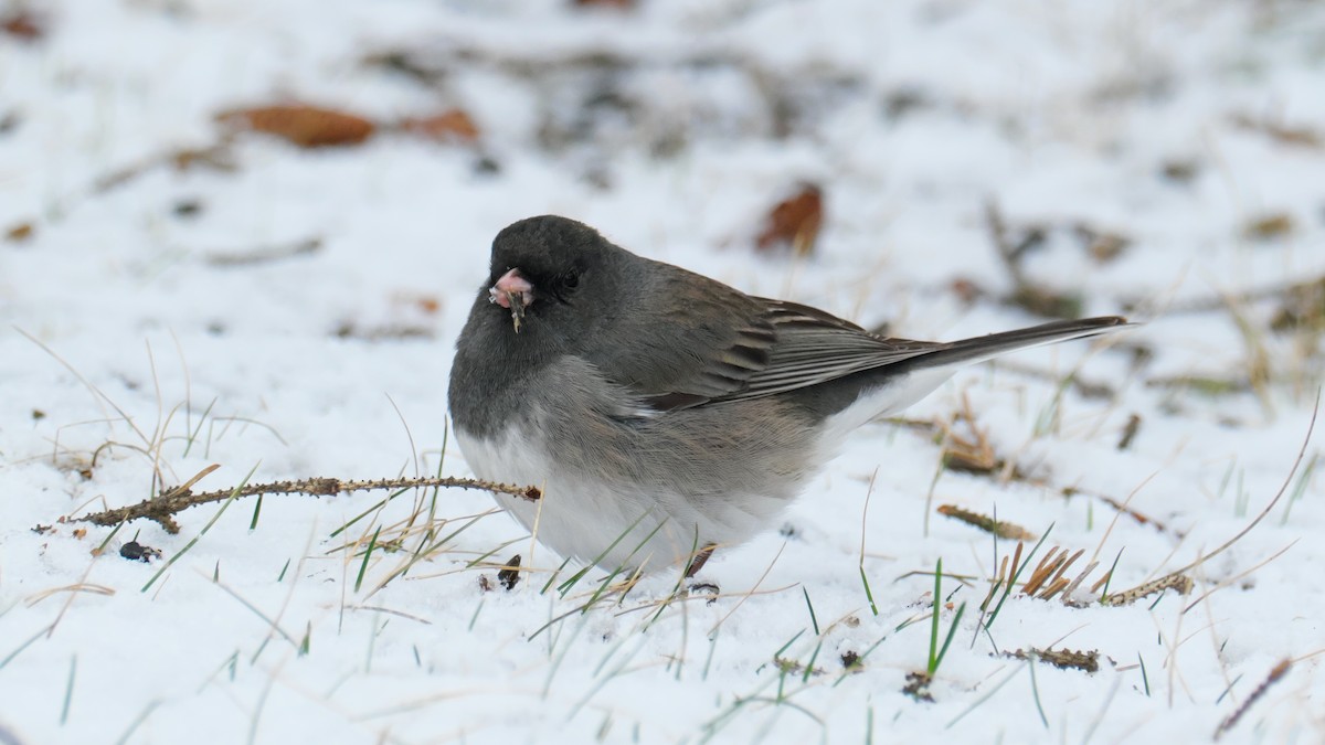 Dark-eyed Junco (Slate-colored) - Jesse Morris