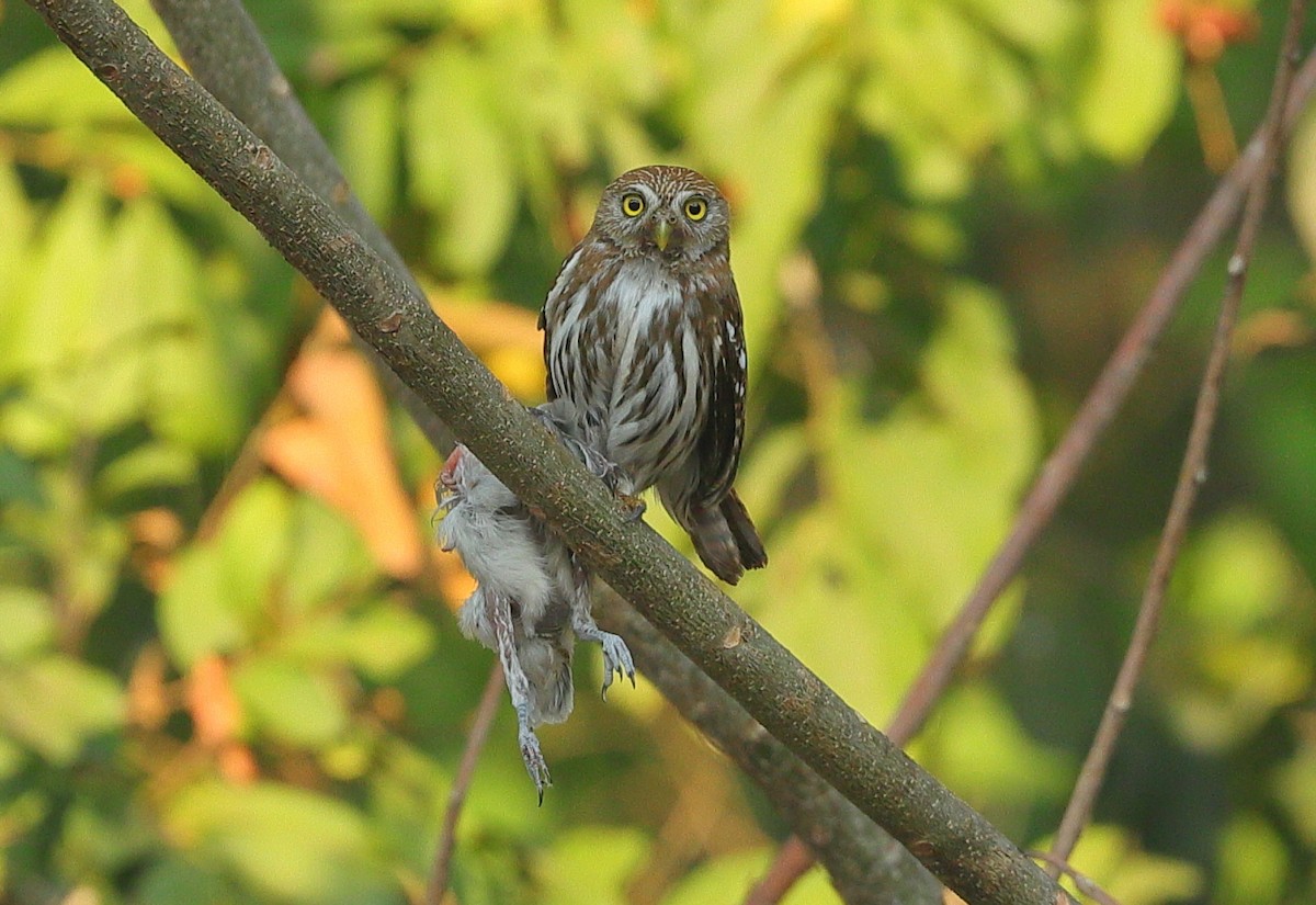 Ferruginous Pygmy-Owl - Carles Juan-Sallés