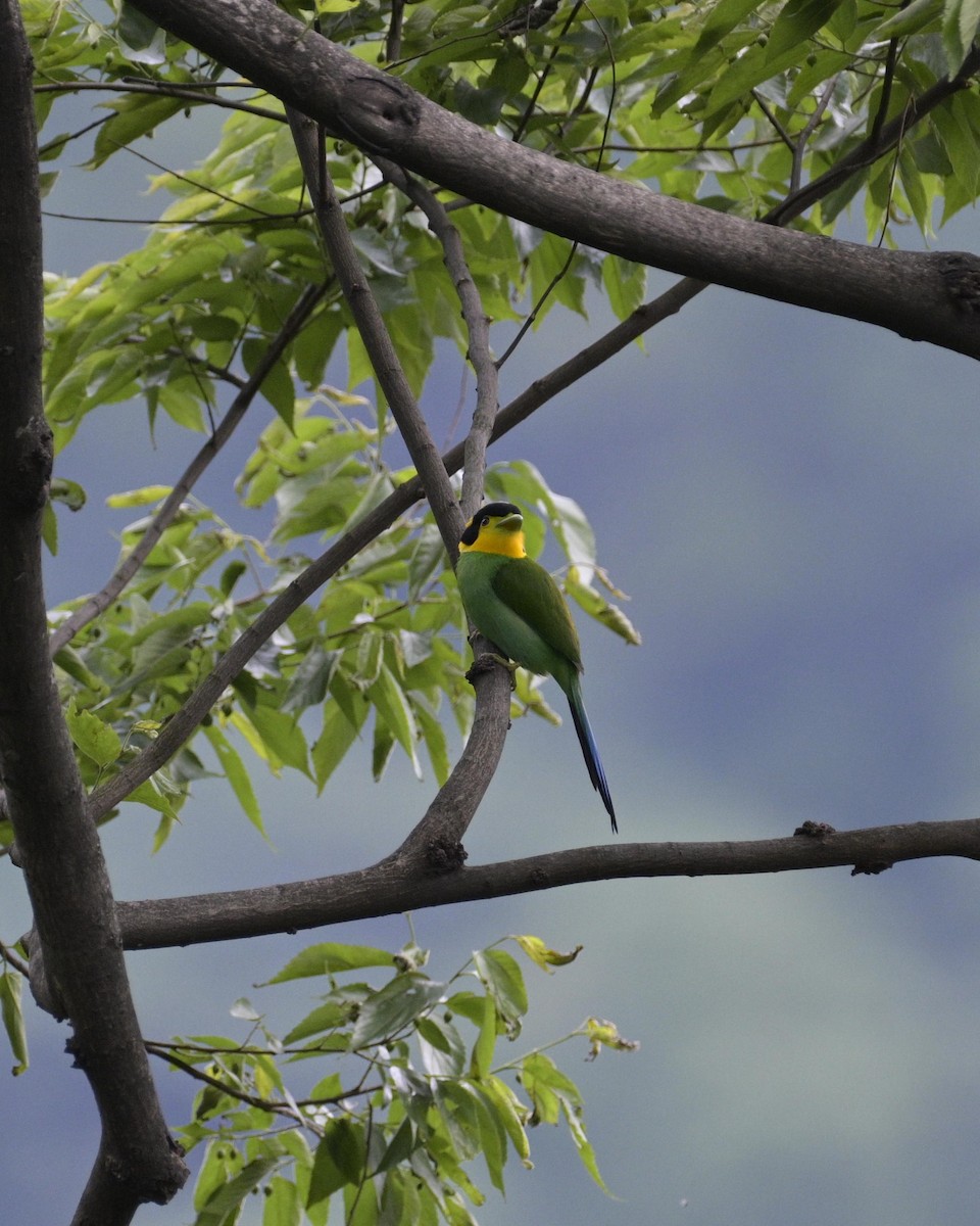 Long-tailed Broadbill - Partha Saradhi Allam