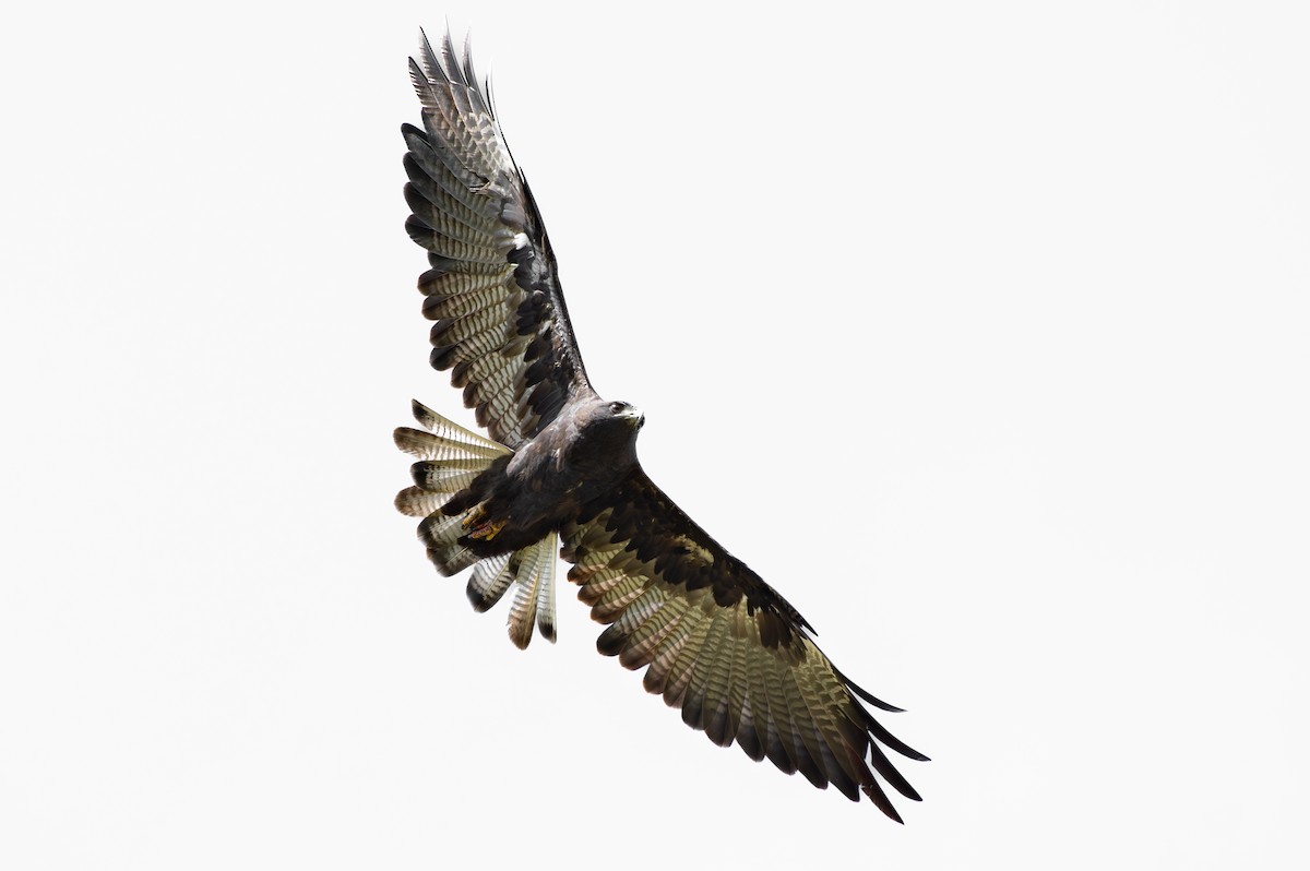 White-tailed Hawk - Fernando Castro