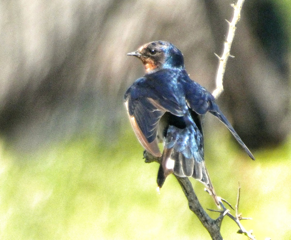 Barn Swallow - Hubert Söhner