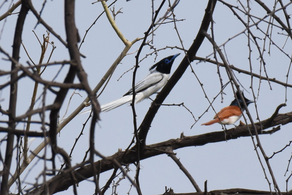 Indian Paradise-Flycatcher - arun tyagi