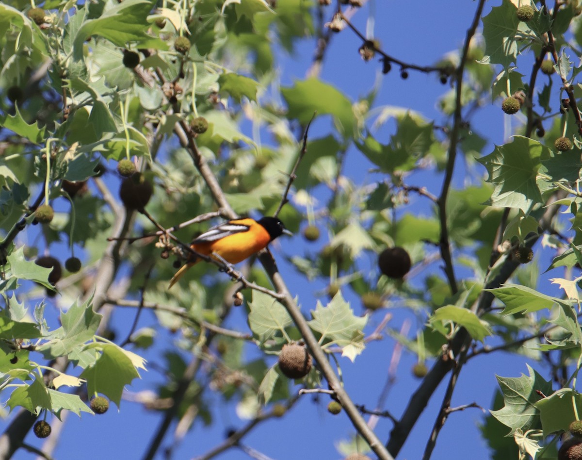 Baltimore Oriole - Russell Hillsley