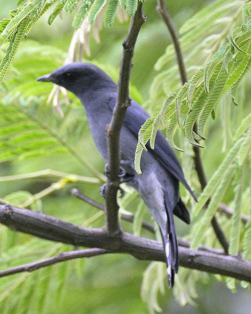 Black-winged Cuckooshrike - Partha Saradhi Allam