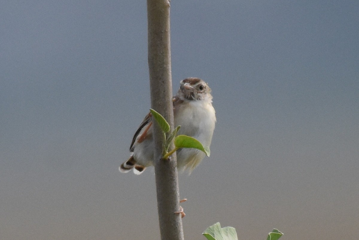 Zitting Cisticola - ML619026082