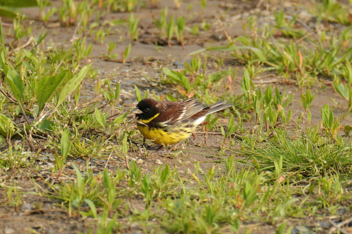 Yellow-breasted Bunting - Jaewon Yun