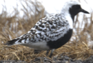 Black-bellied Plover - johnny powell