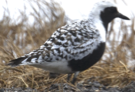 Black-bellied Plover - ML619026114