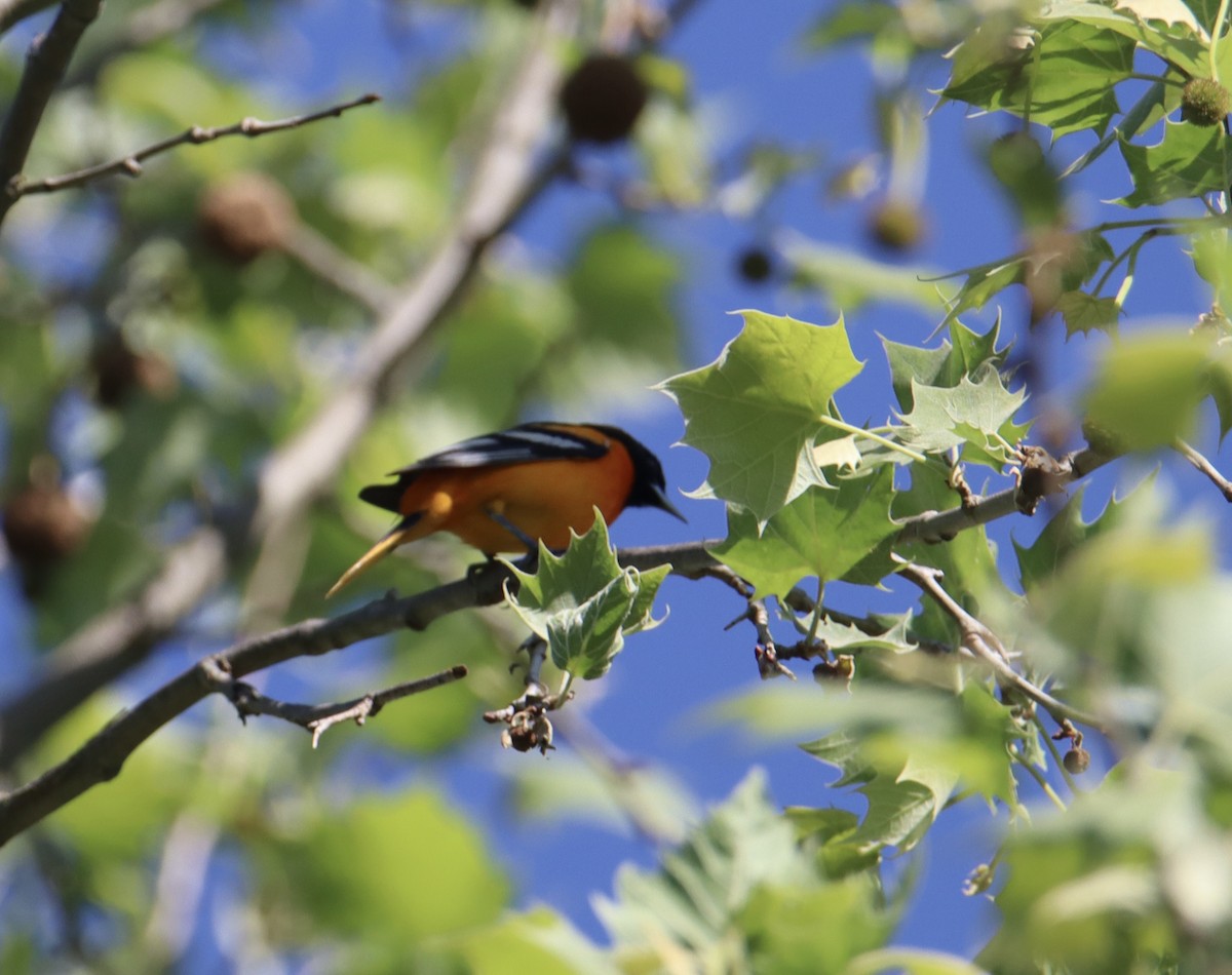 Baltimore Oriole - Russell Hillsley