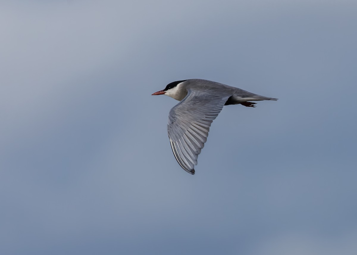 Whiskered Tern - Mike Edgecombe