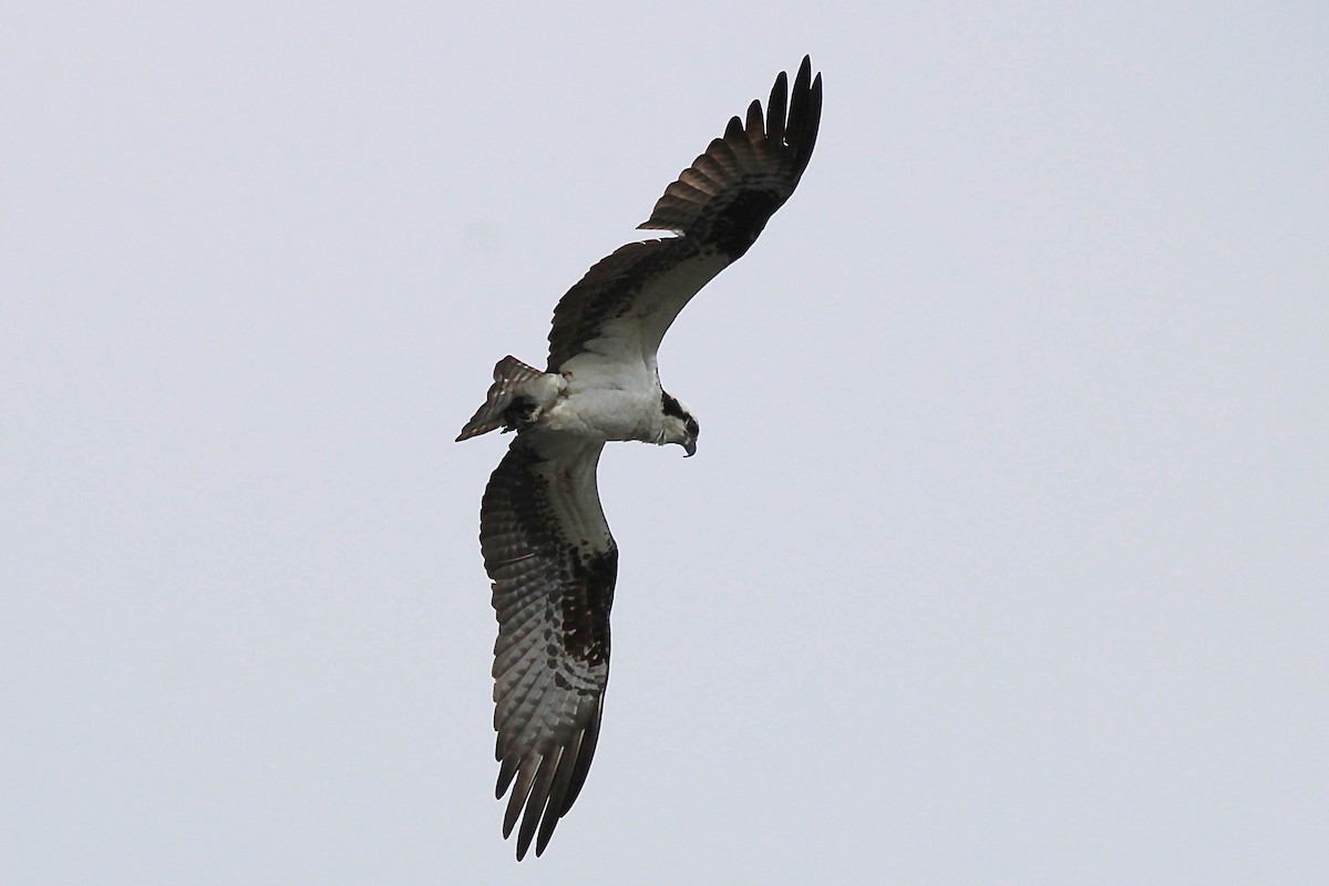 Balbuzard pêcheur - ML619026221