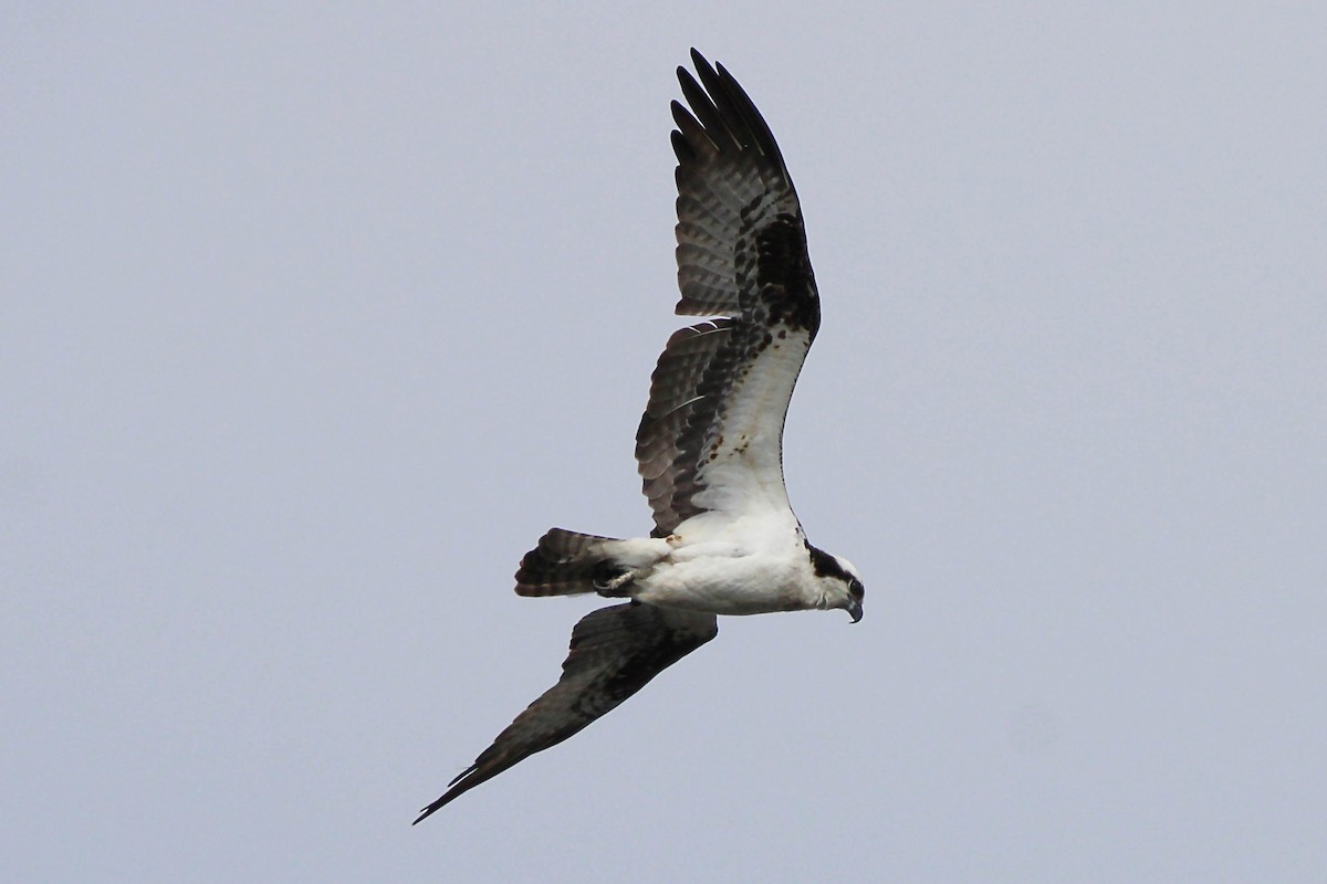 Osprey - Jeff Baughman