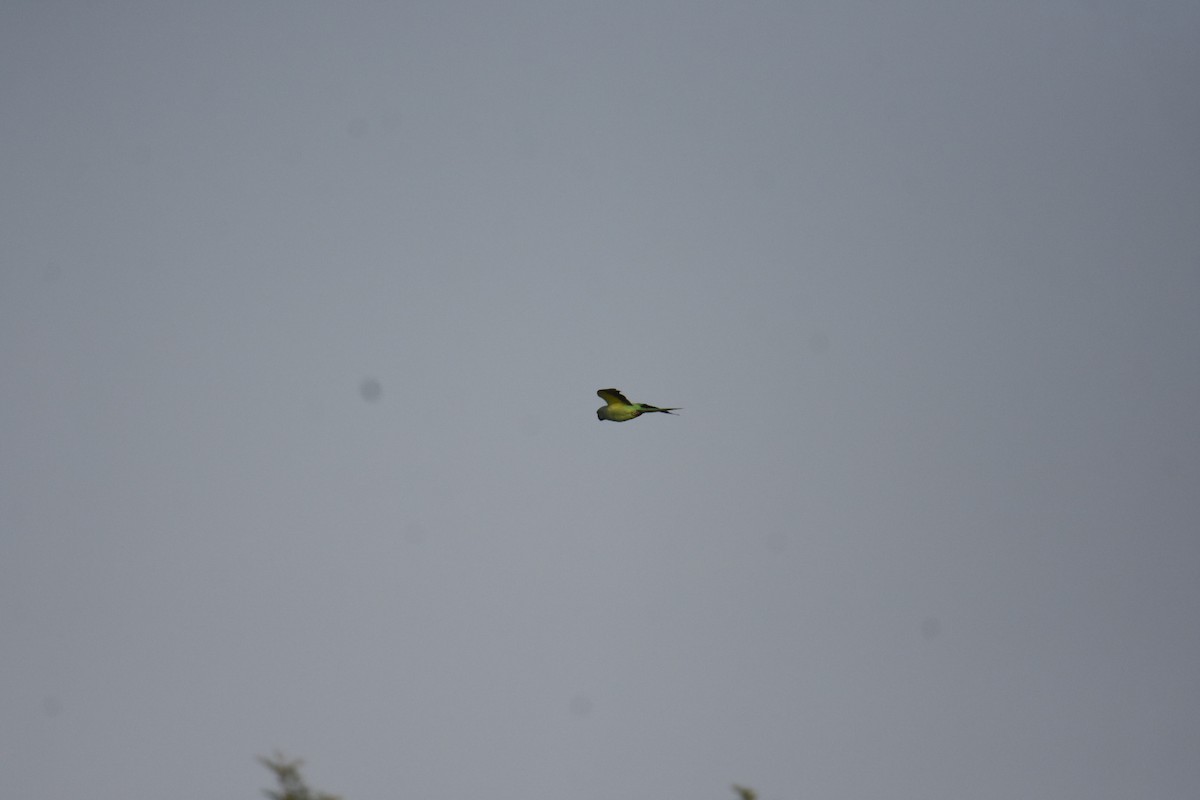 Rose-ringed Parakeet - ML619026247