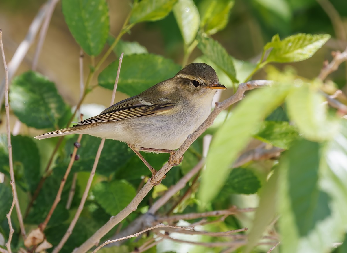 Two-barred Warbler - Mike Edgecombe