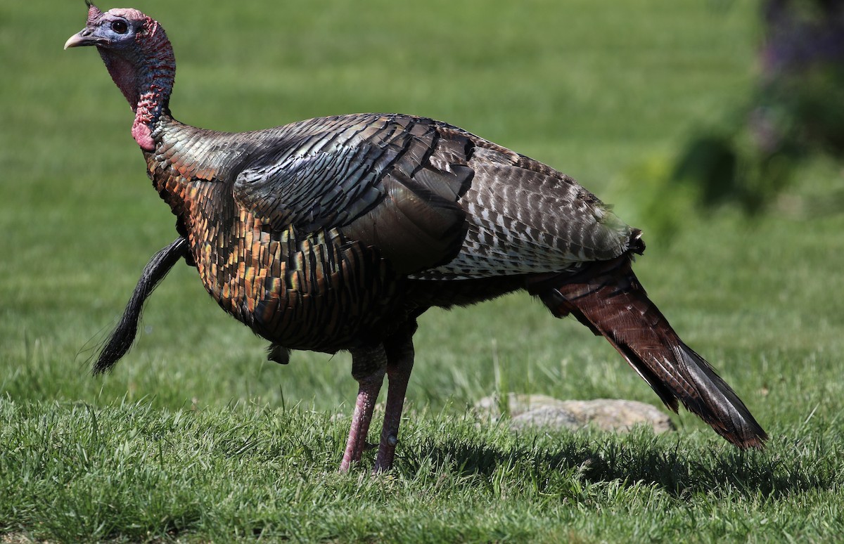 Wild Turkey - Michael Medeiros