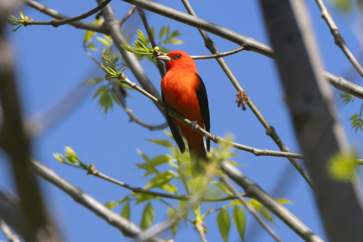 Scarlet Tanager - Brian  Faulkner