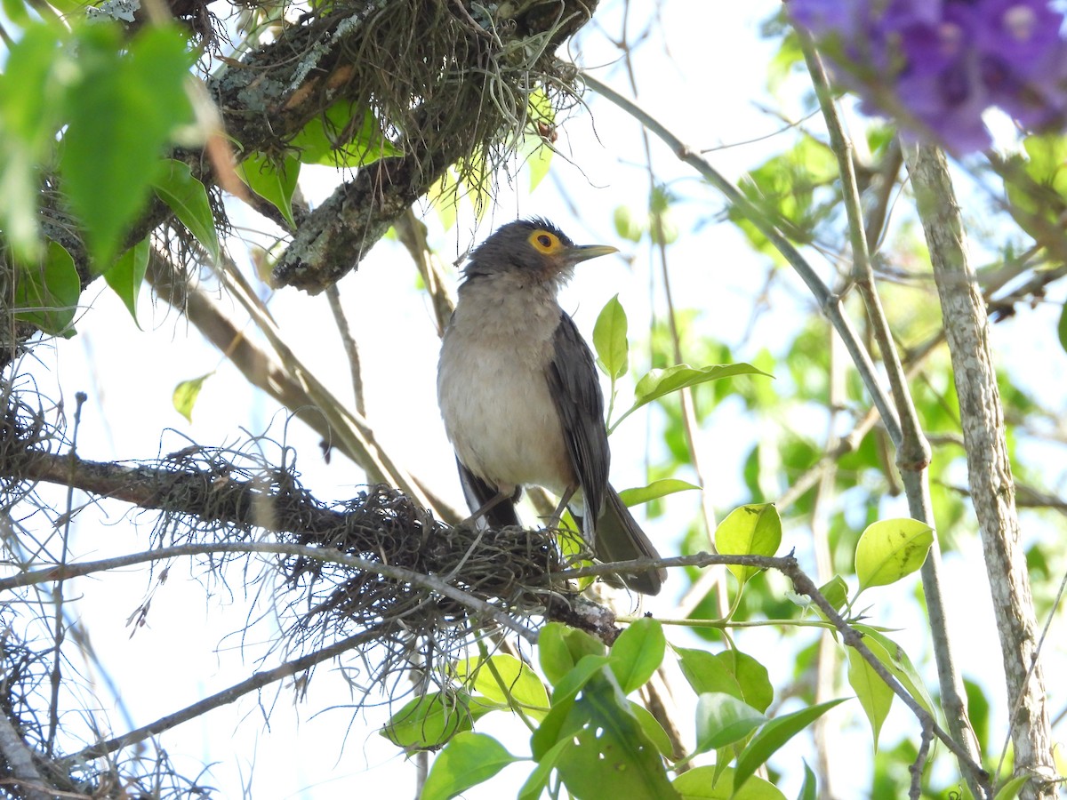 Spectacled Thrush - Manuel Pérez R.