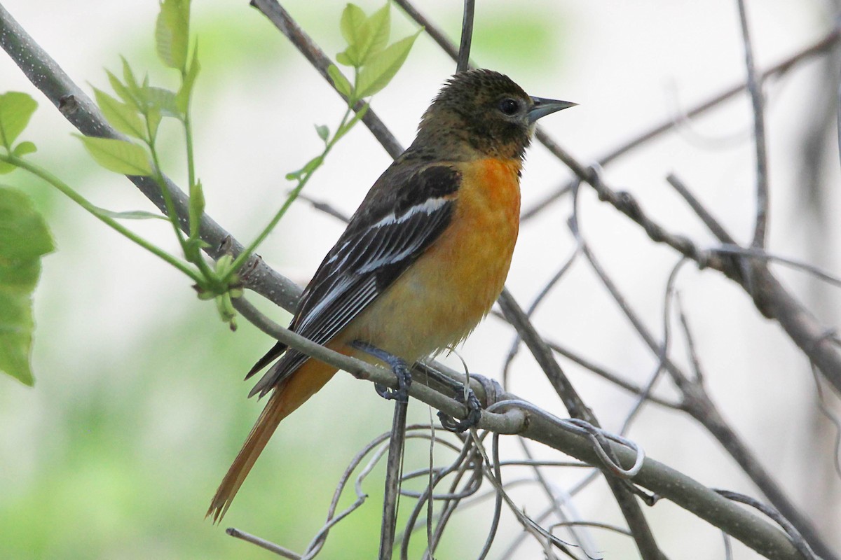 Baltimore Oriole - Jeff Baughman