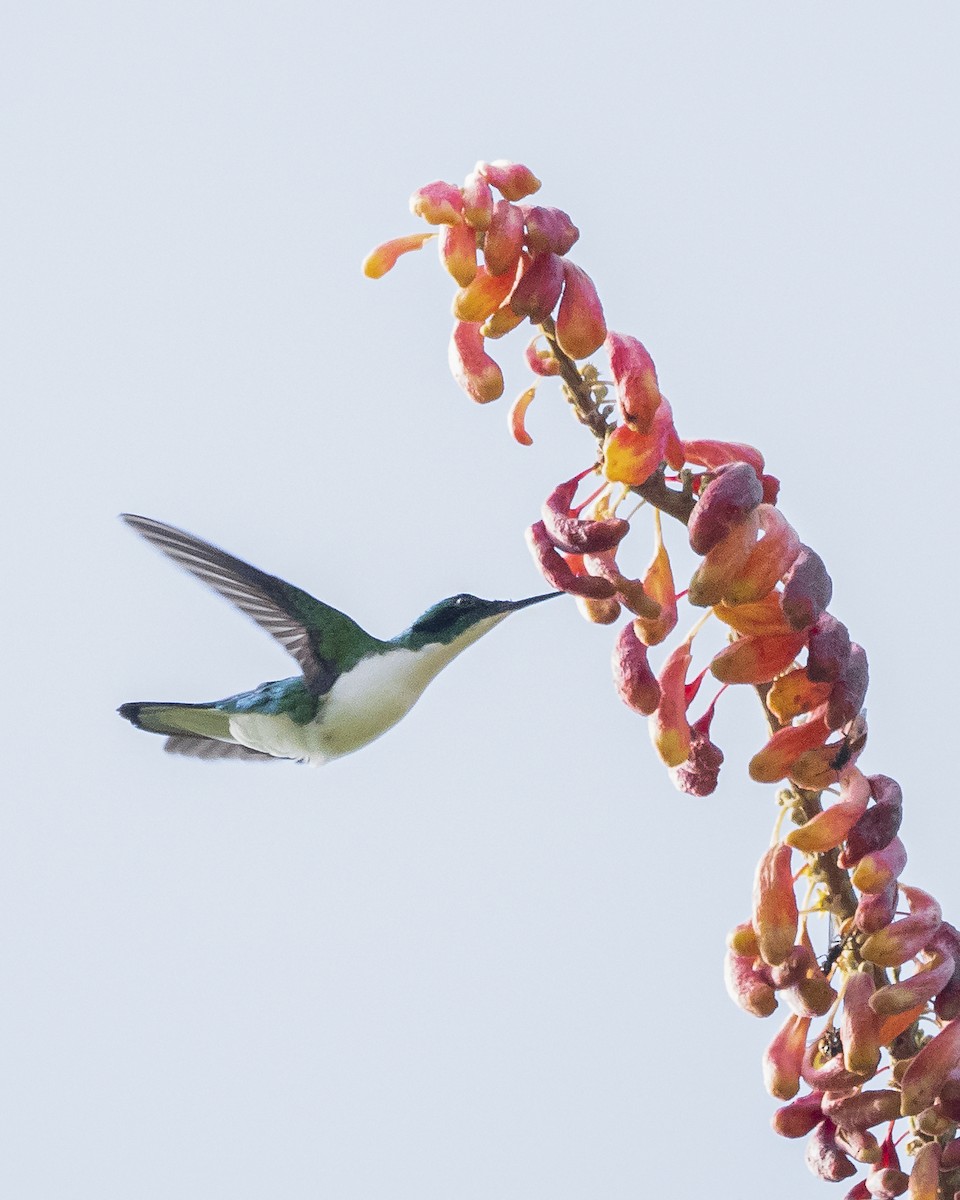 Black-eared Fairy - Sergio Hernandez