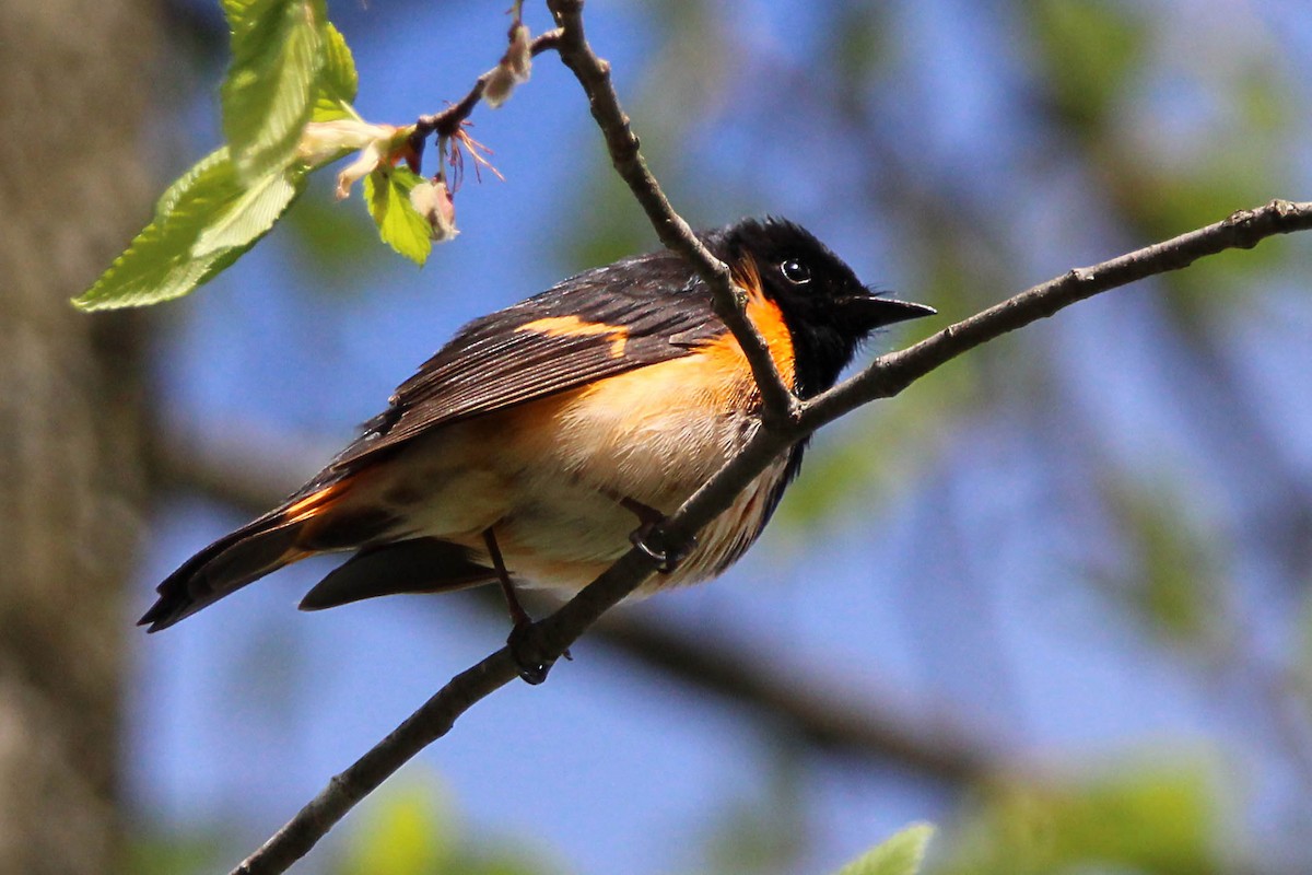 American Redstart - Jeff Baughman