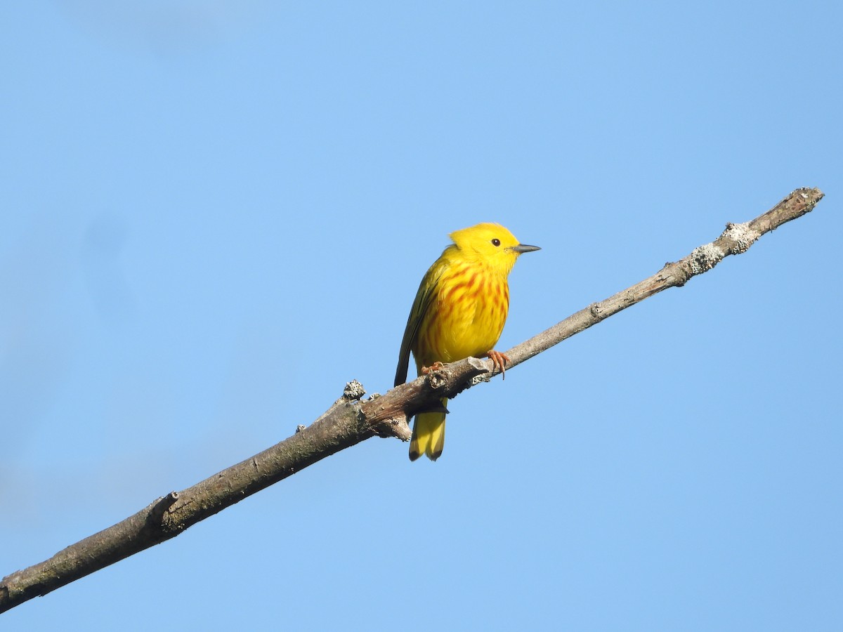 Yellow Warbler (Northern) - Kent Millham