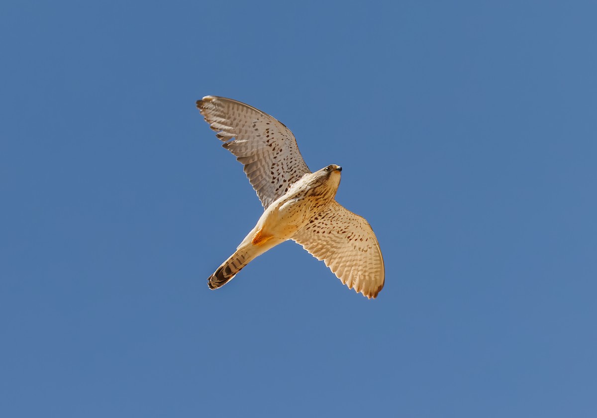 Lesser Kestrel - Mike Edgecombe