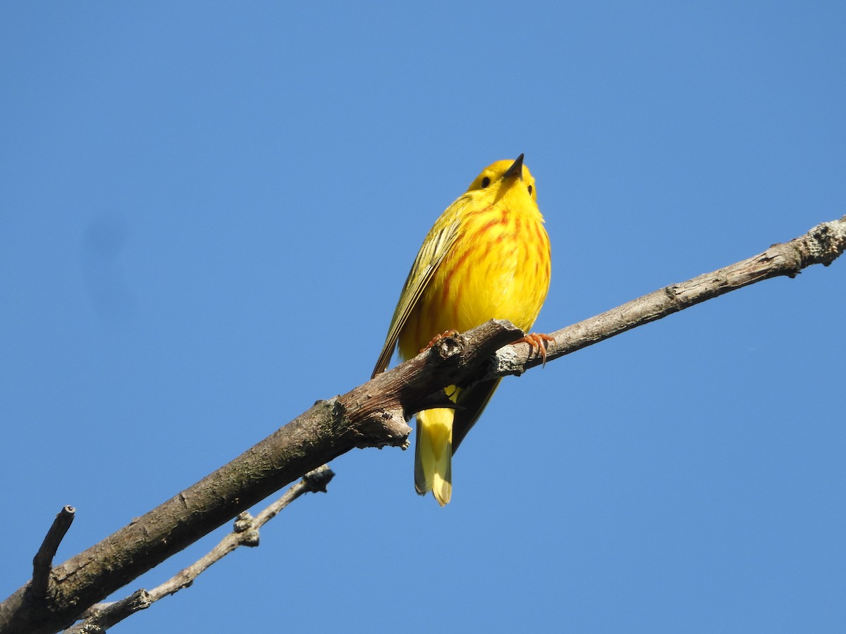 Yellow Warbler (Northern) - Kent Millham