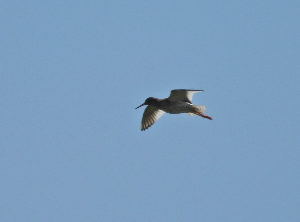 Common Redshank - ML619026433