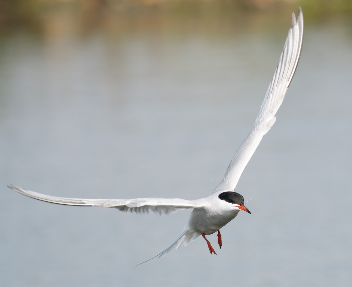 Common Tern - ML619026437