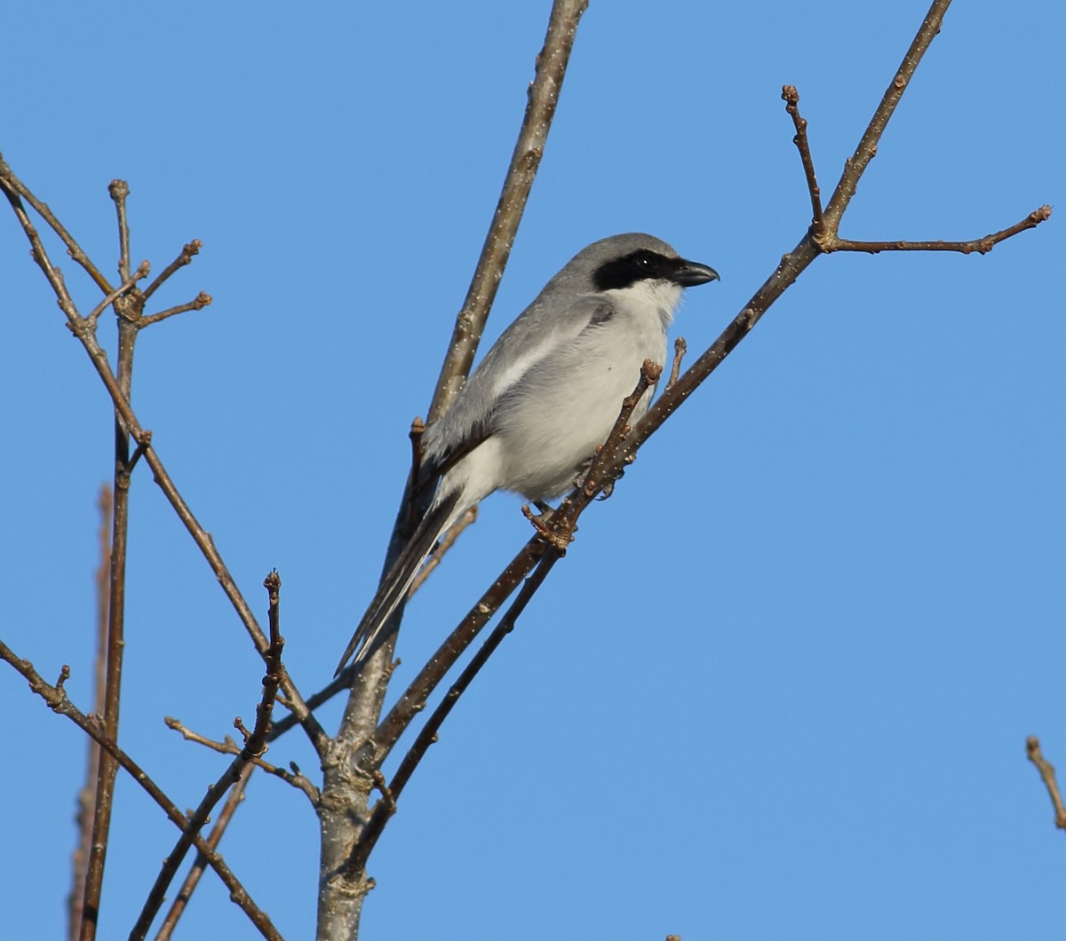 Loggerhead Shrike - ML619026457