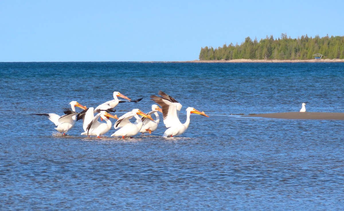 pelikán severoamerický - ML619026462