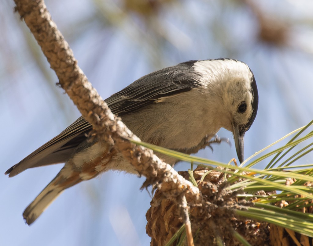 White-breasted Nuthatch - manuel grosselet