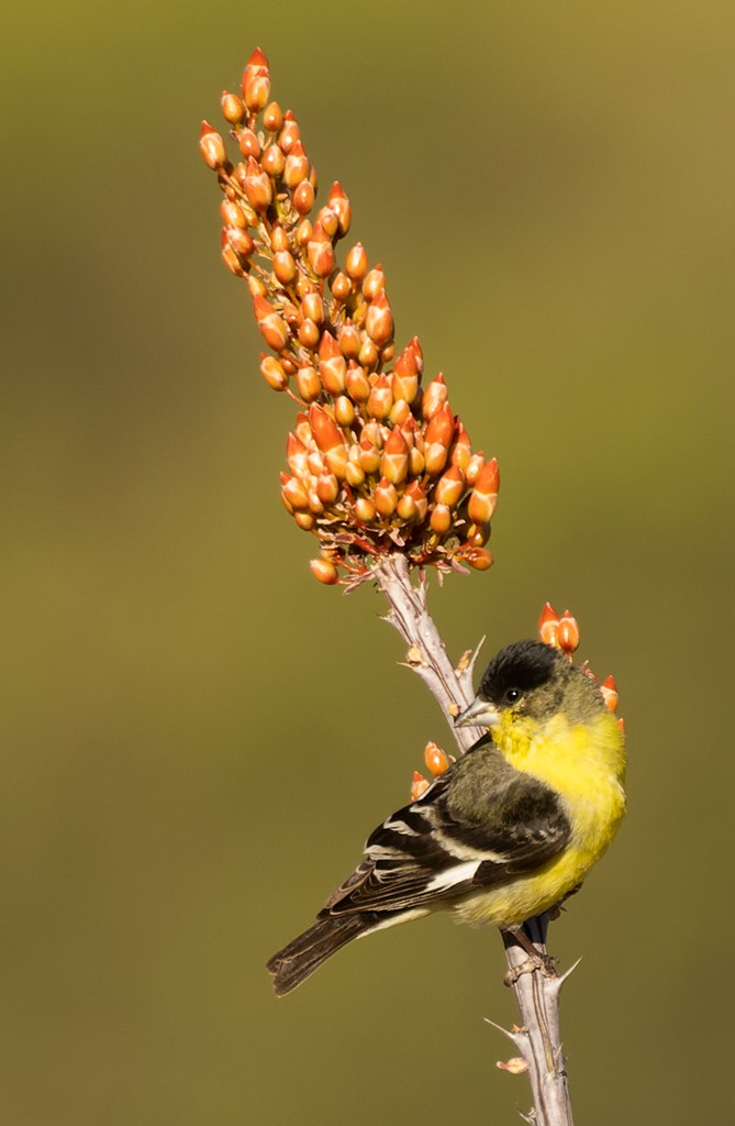 Lesser Goldfinch - manuel grosselet
