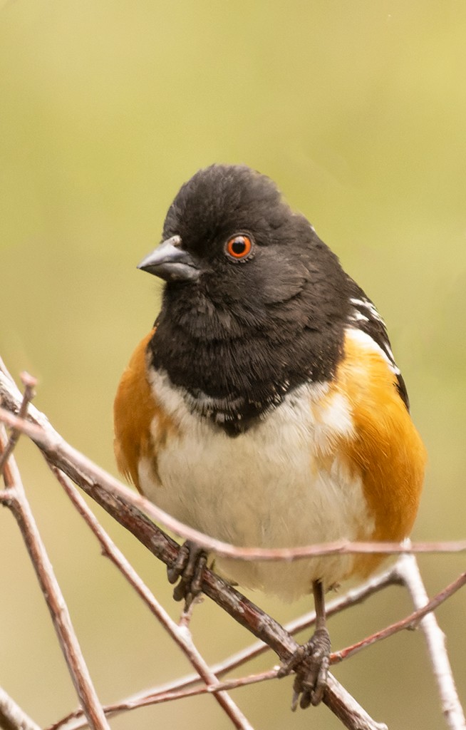 Spotted Towhee - manuel grosselet