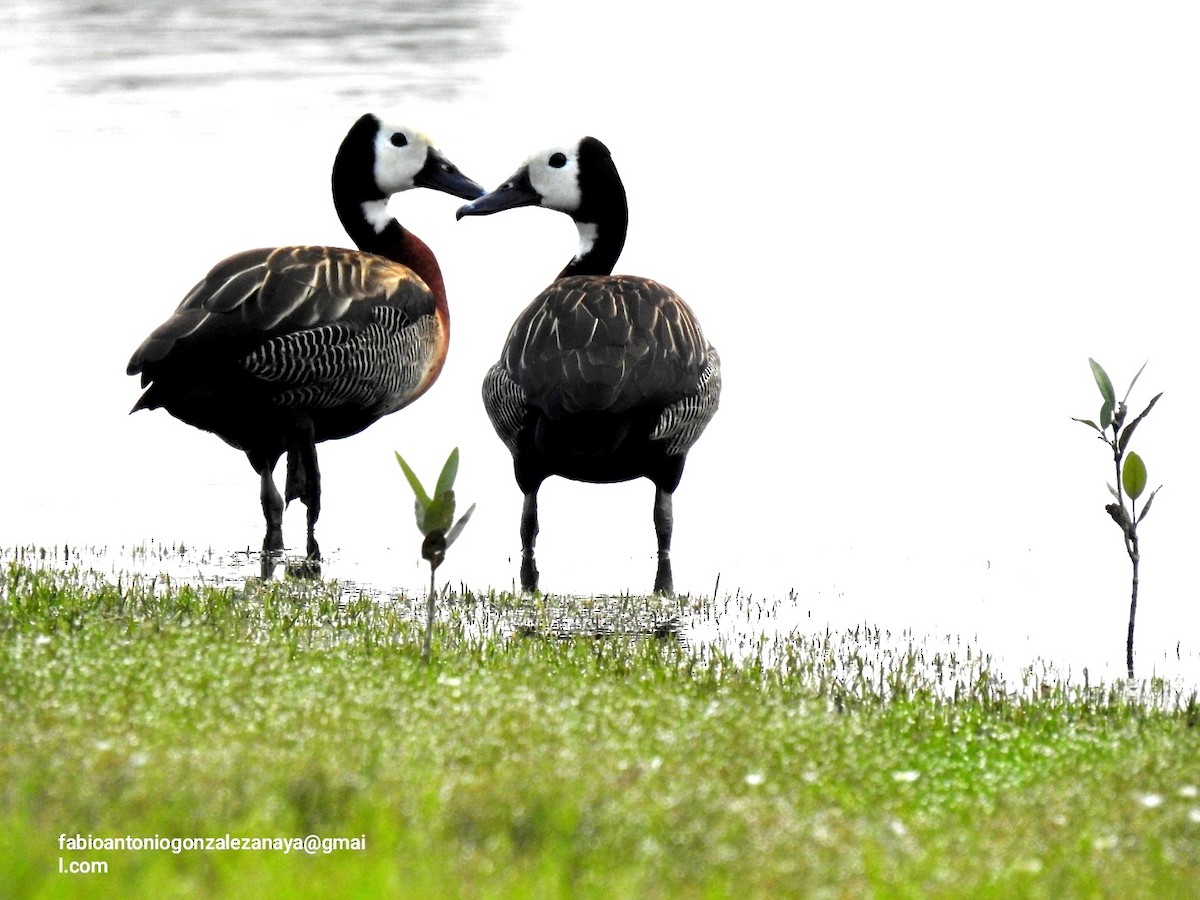 White-faced Whistling-Duck - ML619026541